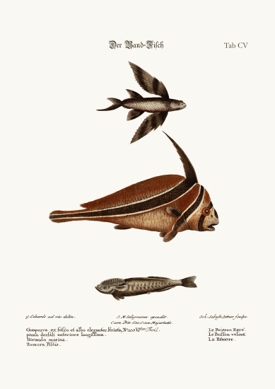 The Ribband-Fish von George Edwards
