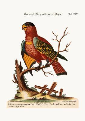 The second Black-capped Lory 1749-73