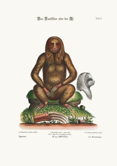 The Sloth von George Edwards