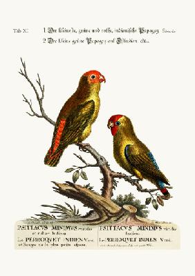 The smallest Green and Red Indian Paroquet. The small Green Parrot of East India 1749-73