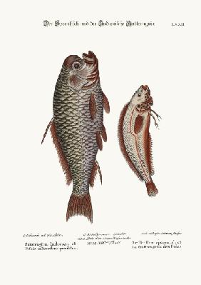 The Spur-Fish, and the Indian Gattorugina 1749-73