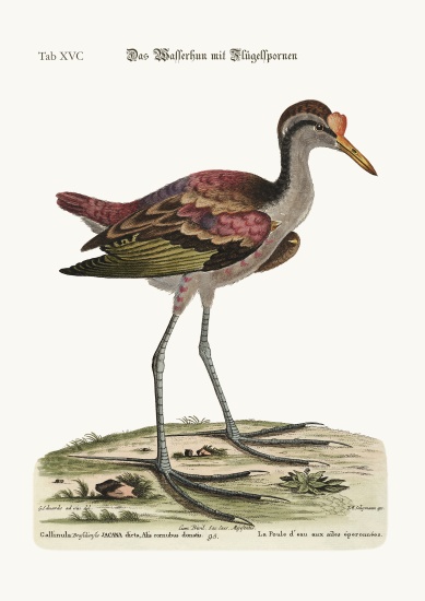 The spur-winged Water Hen von George Edwards
