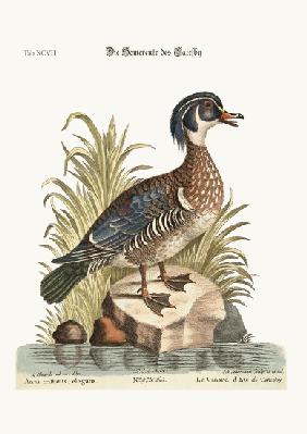 The Summer Duck of Catesby 1749-73