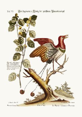 The supposed King of the greater Birds of Paradise 1749-73