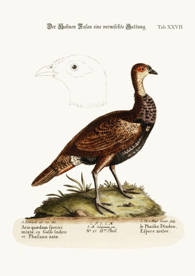 The Turkey-Pheasant, a mixed Species von George Edwards