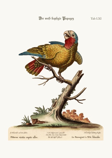 The White-Headed Parrot von George Edwards