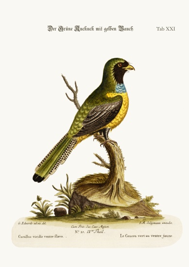 The Yellow-bellied Green Cuckow von George Edwards