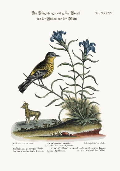 The Yellow-rumped Flycatcher, and the Gentian of the Desert von George Edwards
