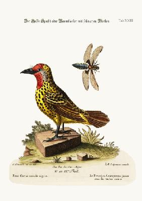 The Yellow Woodpecker with Black Spots 1749-73