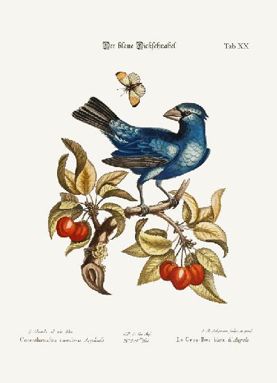 The Blue Gros-beak from Angola 1749-73