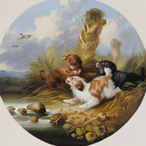 Three Spaniels Flushing Mallard von George Armfield