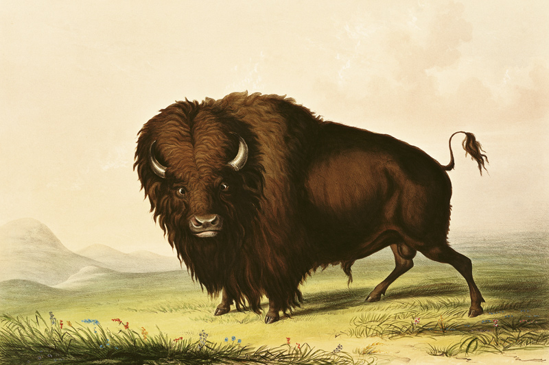 A Bison von George Catlin