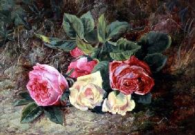 Roses 1865