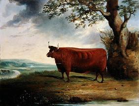 Portrait of a Brown Cow, 1844 (oil on canvas)