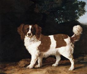 Fanny, the Favourite Spaniel of Mrs. Musters, Standing in a Wooded Landscape
