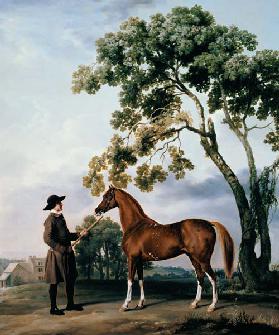 Pferdepfleger mit dem Araberpferd Lord Grosvenor