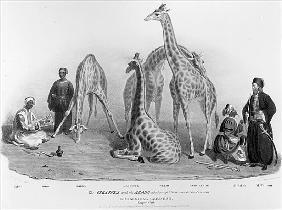 The Giraffes with the Arabs who brought them over to this country, Zoological Gardens, Regent''s Par