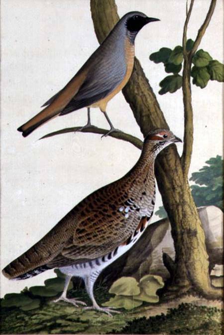 Redstart (Phoenicurus phoenicurus) and Hazel Hen von German School