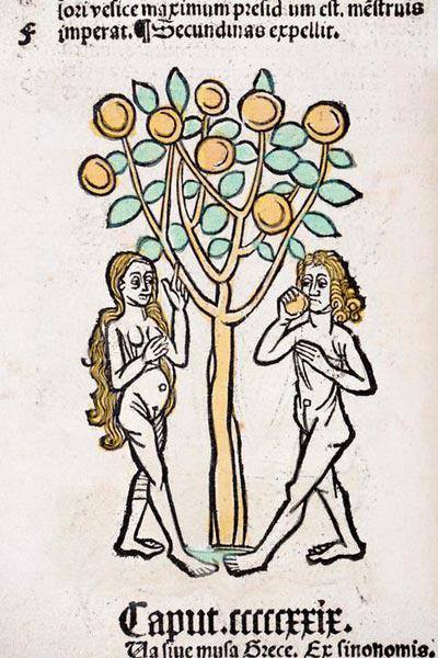 Adam and Eve tree Hortus Sanitatis 1491