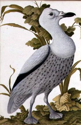 Grey Goose c.1740  on