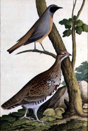 Redstart (Phoenicurus phoenicurus) and Hazel Hen c.1740  on