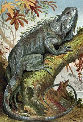 Iguana, plate from Brehms Tierleben> Allgemeine Kunde des Tierreichs, vol.7, p.88, published by Bibl 20th