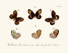 Butterflies 1783-1806