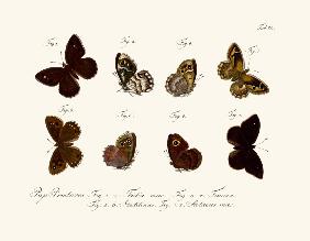 Butterflies 1783-1806