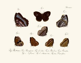 Butterflies 1783-1806