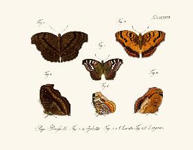 Butterflies 1783-1806