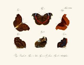 Butterflies 1783-1806