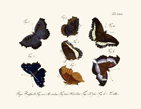 Butterflies 1783-1806