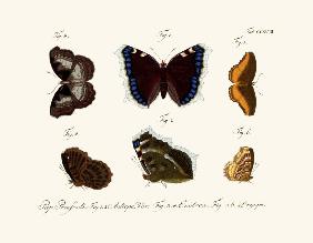 Butterflies 1783-1806