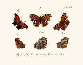 Butterflies 1783-1806