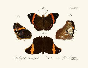 Butterflies 1783-1806