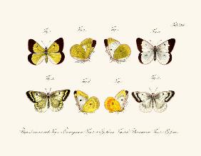 Butterflies 1783-1806