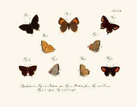 Butterflies 1783-1806