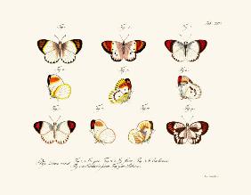 Butterflies 1783-1806