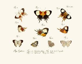 Butterflies 1783-1806