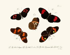 Butterflies 1783-1806