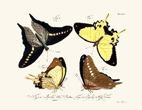 Butterflies 1783-1806