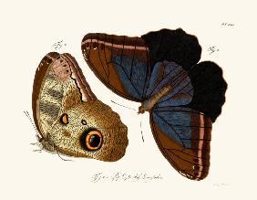 Butterflies 1783-1806