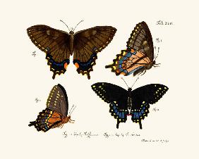 Butterflies 1783-1806