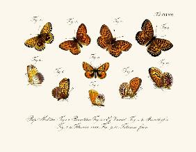 Butterflies 1783-1806