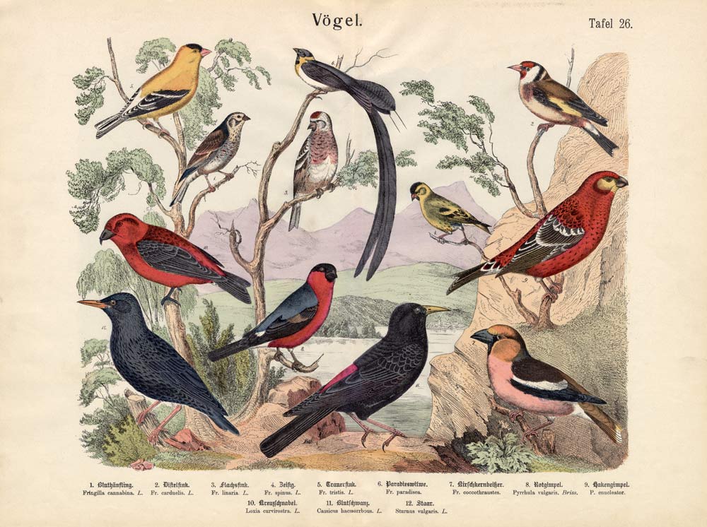 Birds von German School, (19th century)