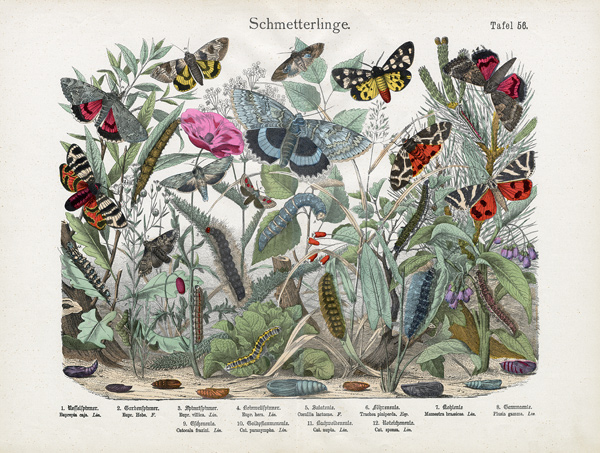 Butterflies, c.1860 von German School, (19th century)