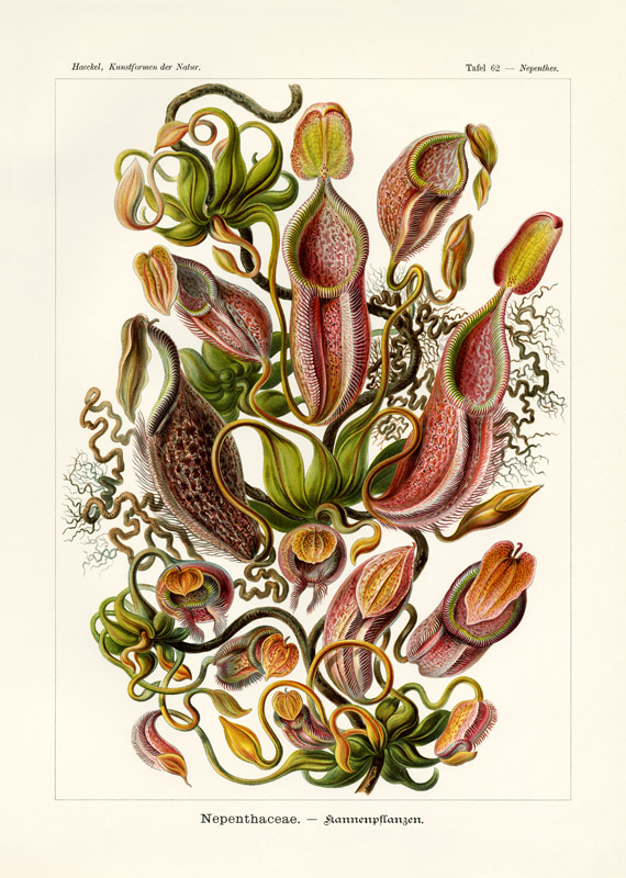 Nepenthaceae von German School, (19th century)