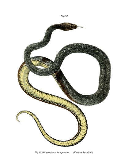 Aesculapean Snake von German School, (19th century)