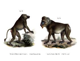 African Baboon 1860
