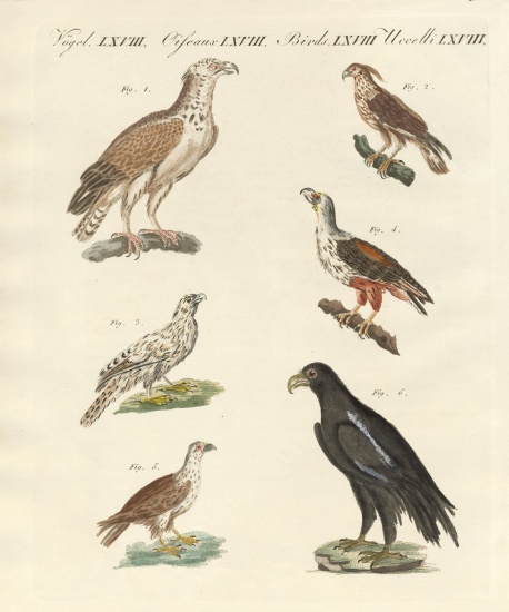 African birds von German School, (19th century)